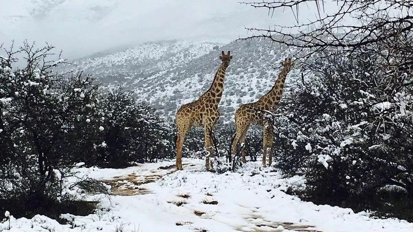 VIDEO, FOTOS: Captan a animales 'disfrutando' del frío tras una anómala gran nevada en Sudáfrica