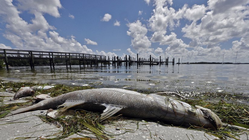 La marea roja tóxica que mató a cientos de miles de peces en Florida avanza por el Golfo de México