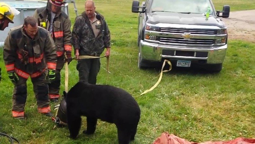 FOTO: Con una 'mandíbula de la vida' rescatan a un oso atrapado de cabeza en un gran tarro de leche