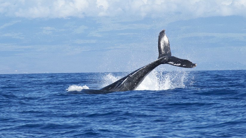 VIDEO: Una ballena jorobada emerge de manera inesperada y golpea un bote inflable con turistas
