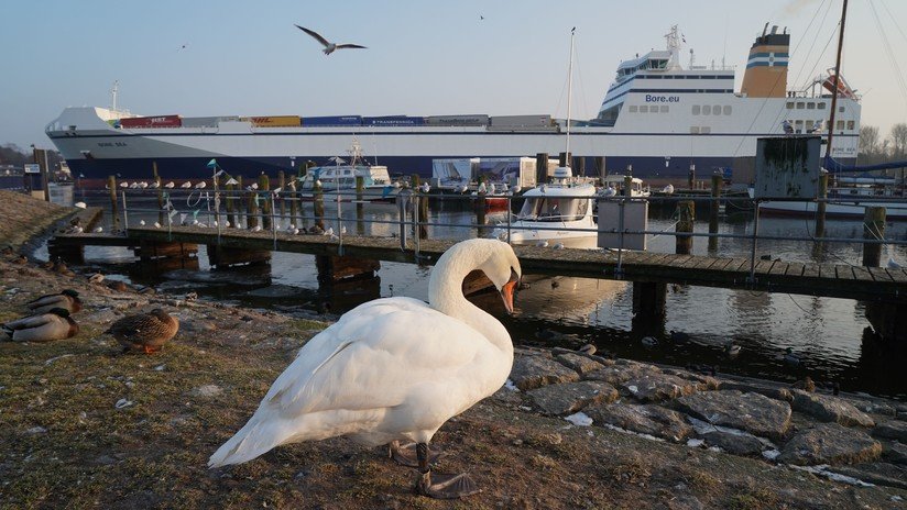 FOTO: Un cisne se ve obligado a hacer el nido para sus huevos con basura plástica