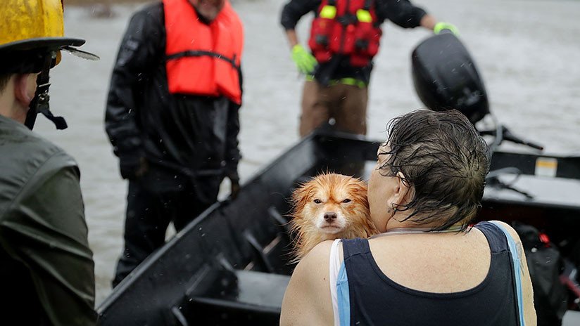 VIDEO: Interrumpe su reportaje en directo en una zona inundada por Florence para rescatar a un perro