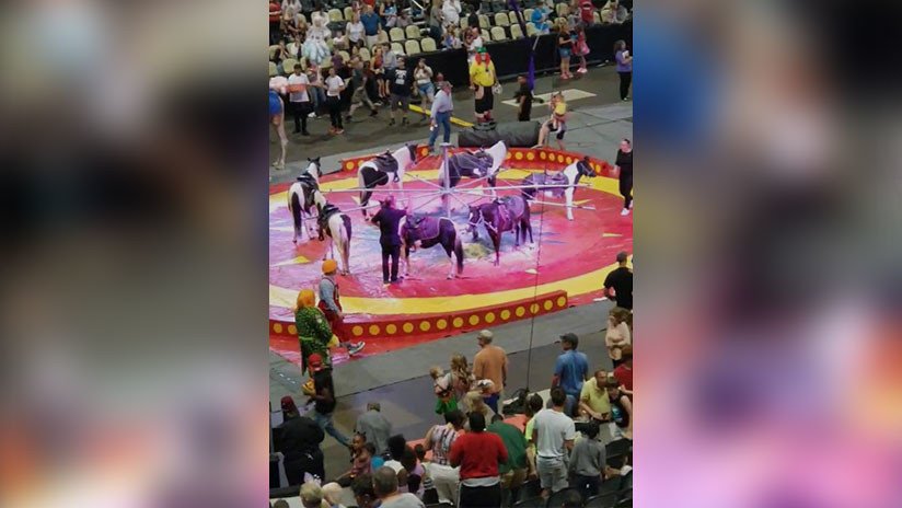VIDEO: Camello fuera de control hiere a varios espectadores en un circo en EE.UU.