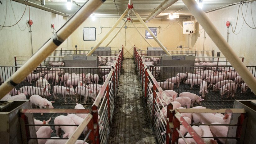 La peste porcina en China perjudica a la industria en más de 128.000 millones de dólares