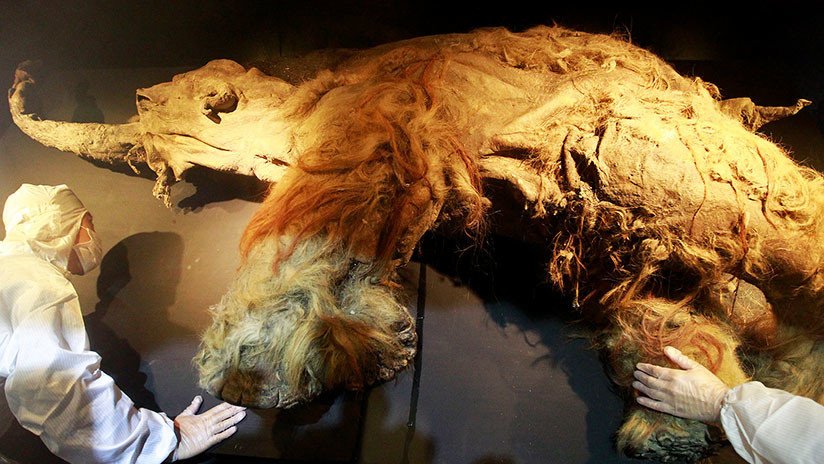 El futuro pasa por la prehistoria: Los mamuts correrán "en 10 años" por un 'Parque Jurásico' ruso