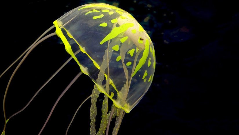 VIDEO: Crean unos robots-medusa para monitorear ecosistemas marinos sin dañarlos
