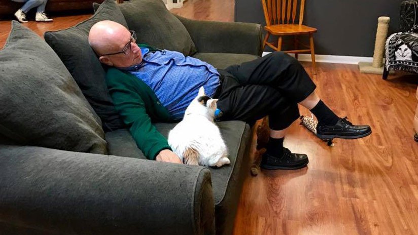 Un hombre peina gatos, se duerme… y se hace famoso en Facebook