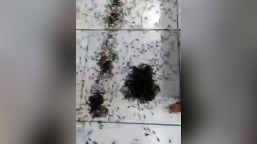VIDEO: Hordas de hormigas invaden una iglesia en Perú