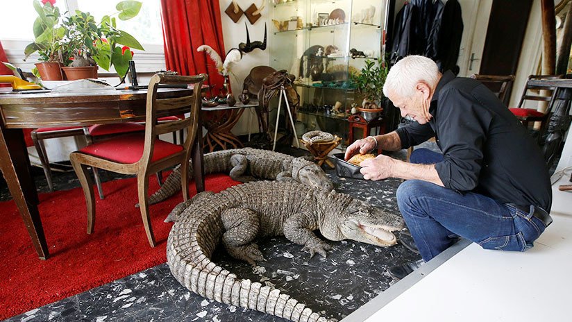 Un francés de 67 años comparte su casa con 2 caimanes y 400 serpientes y tarántulas 