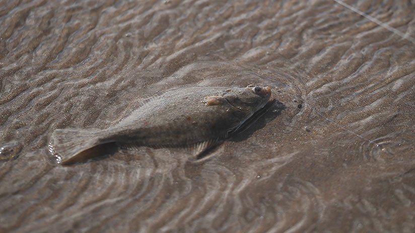 En Europa advierten a los consumidores de pescado sobre la amenaza del mercurio