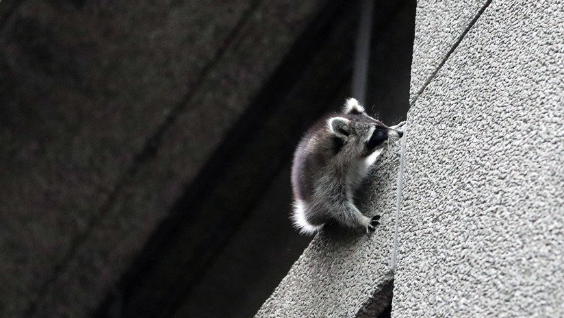 "El más duro de la historia": Un mapache se lanza desde un noveno piso y sobrevive (VIDEO)