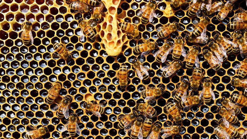 VIDEO: Encuentran una colonia de 60.000 abejas en el tejado de un hospital británico