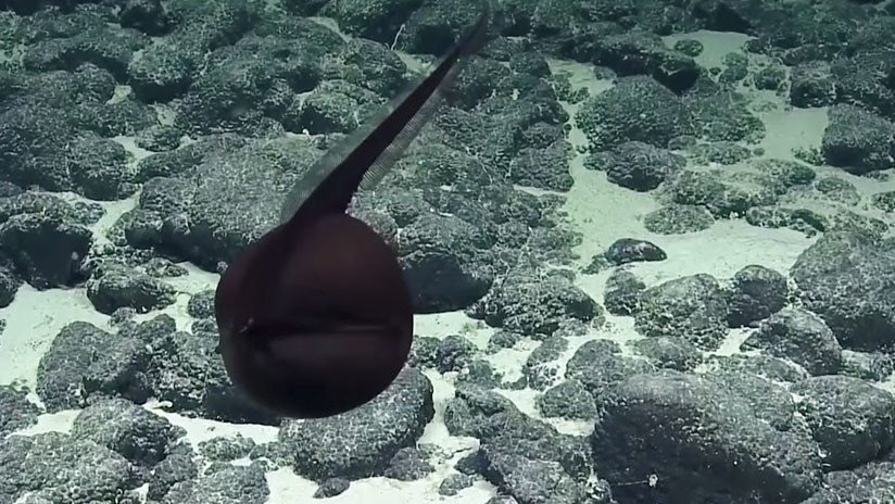 De otro mundo: Hallan un extraño pez de enorme boca en las aguas profundas de Hawái (VIDEO)
