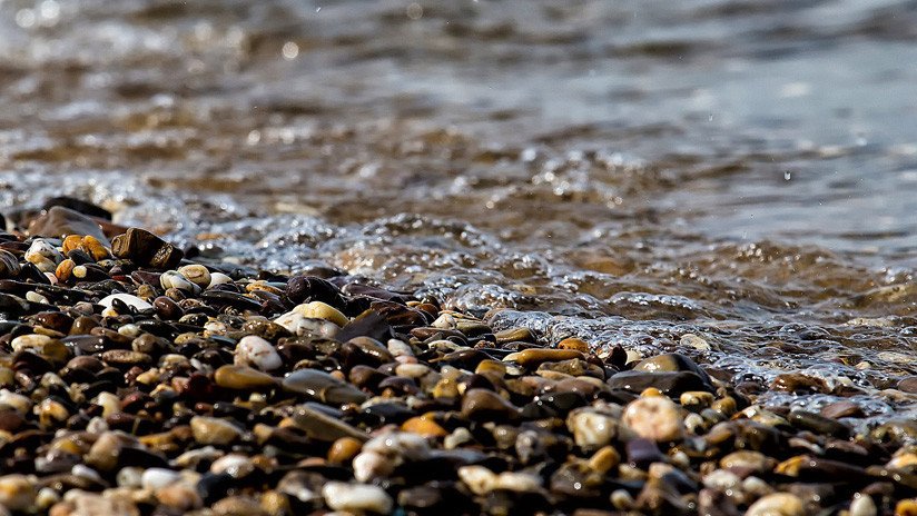 FOTOS: Hallan en una playa de Gales a una foca casi estrangulada con una red de plástico