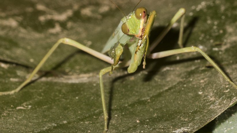 FOTOS: Una mantis que pesca y come peces desconcierta a los científicos
