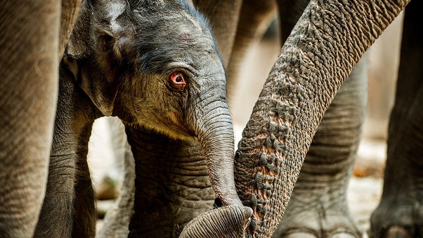 VIDEO: Se mete en el recinto de los elefantes en un zoo y casi lo lamenta