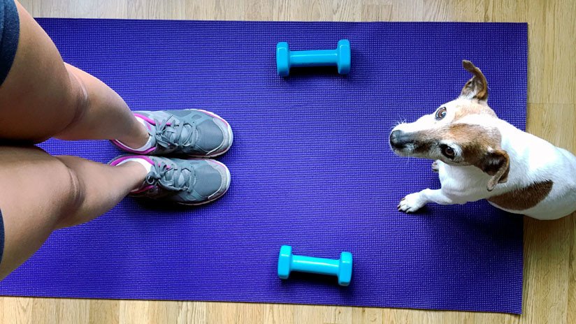 VIDEO: Un pequeño perro se hace viral haciendo yoga con su amo