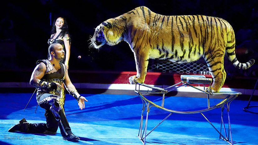 VIDEO: Una tigresa sufre un ataque de convulsiones en pleno espectáculo de circo