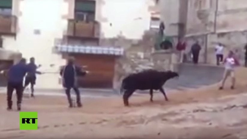 VIDEO: Una vaquilla brama de miedo y dolor durante unas fiestas populares de España