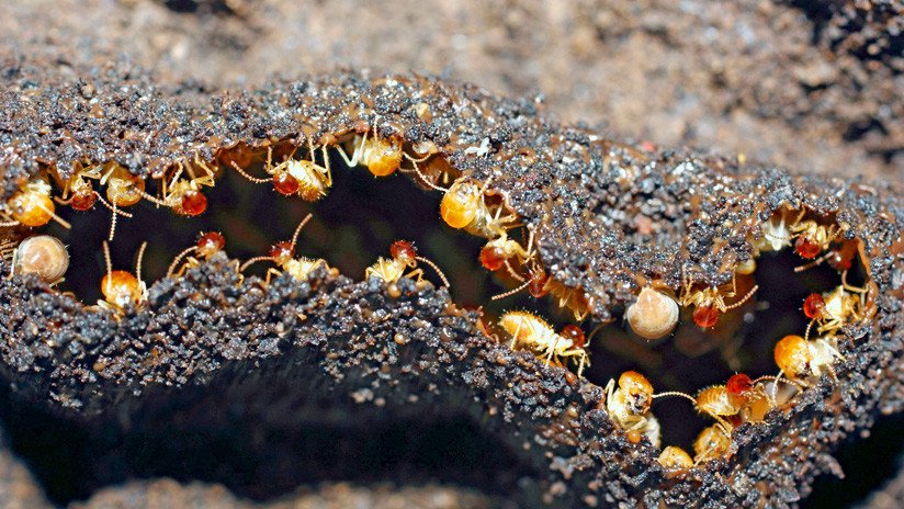 Hallan colonias de termitas hembras que se reproducen sin ayuda de machos