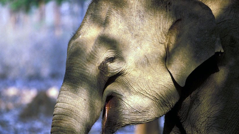 VIDEO: Elefantes encadenados se tambalean durante las preparaciones para un festival indio