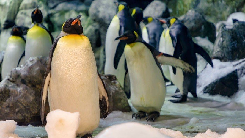 VIDEO: Un par de pingüinos homosexuales 'secuestra' la cría de otra pareja