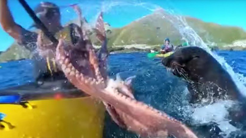 VIDEO: Se divierte en su kayak y una foca enfurecida lo 'abofetea' con un enorme pulpo 