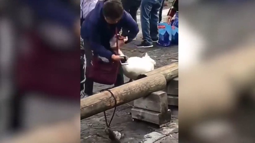 VIDEO: Una turista agarra a un cisne del cuello luego de una 'selfi' fallida