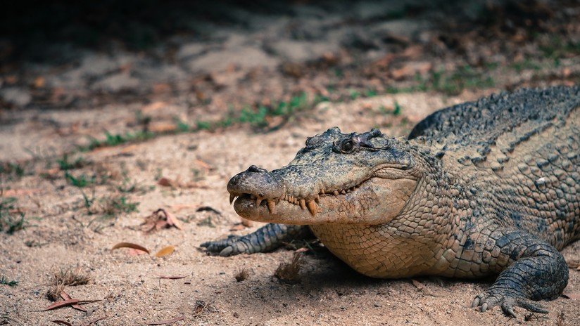 VIDEO: Un turista monta dos veces un cocodrilo de 650 kg en Australia