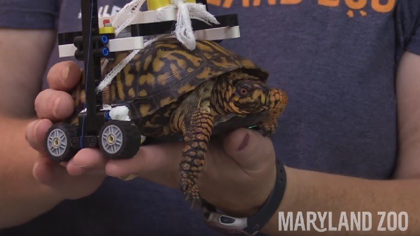 VIDEO: Zoológico estadounidense construye una silla de ruedas de LEGO para una tortuga herida