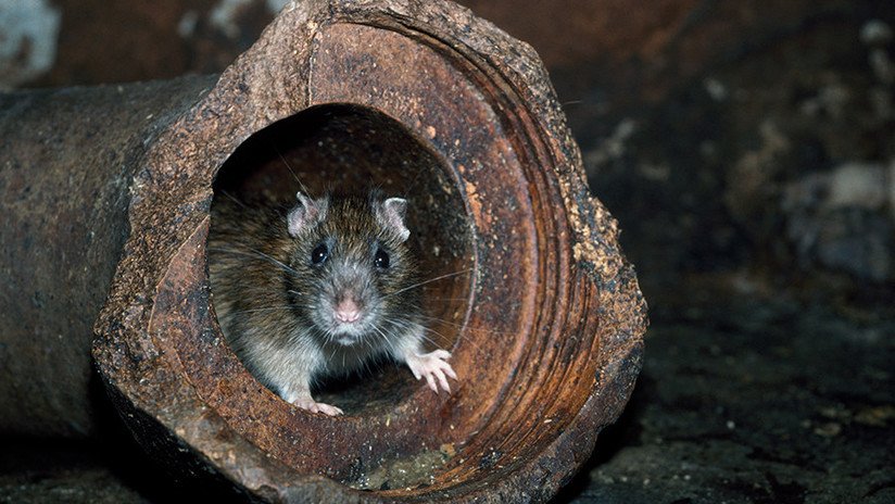 Detectan por primera vez en un ser humano un virus propio de las ratas