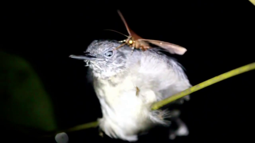 VIDEO: La polilla 'vampiro' que chupa las lágrimas de un pájaro mientras este duerme