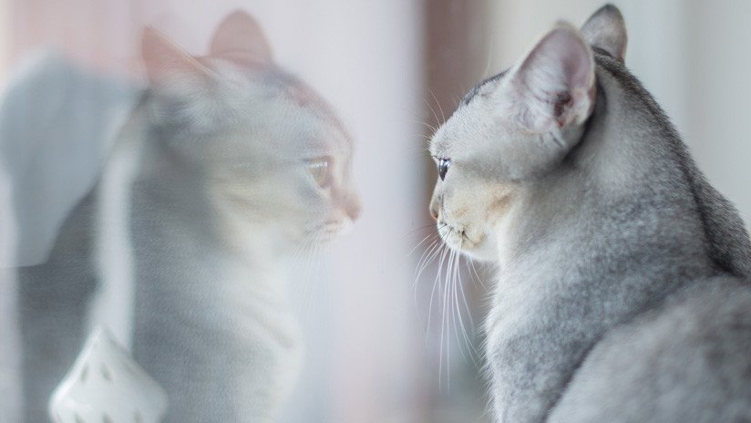 VIDEO: Un gato ve el reflejo de sus orejas y su reacción no tiene precio 