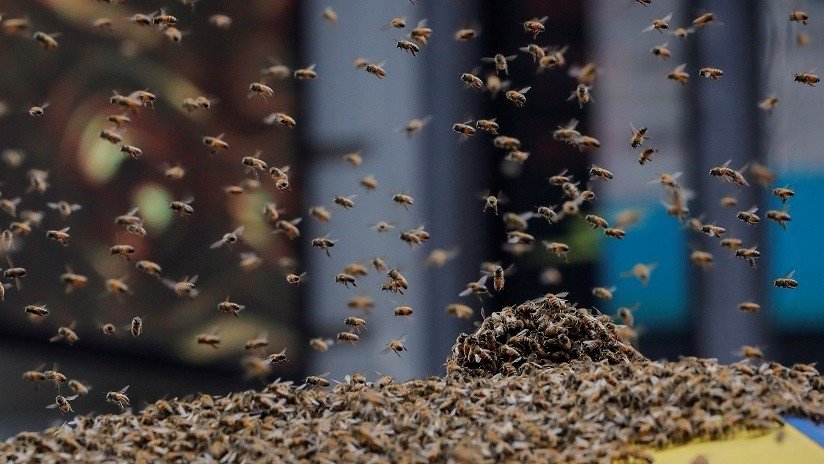 FOTO, VIDEO: 20.000 abejas alojadas en el motor de un avión causan el retraso de tres vuelos