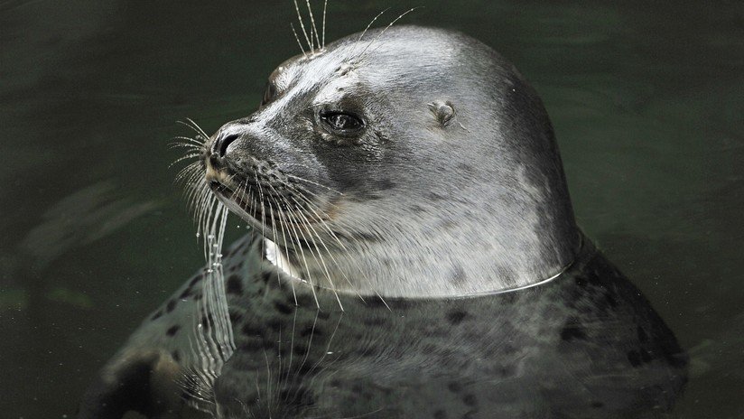 VIDEO: Una rechoncha foca conquista corazones en un acuario en Japón