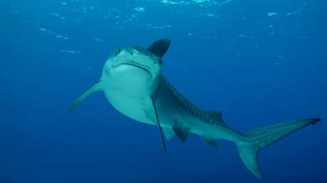 VIDEO: Gran tiburón aparece en una playa y causa el pánico en EE.UU.