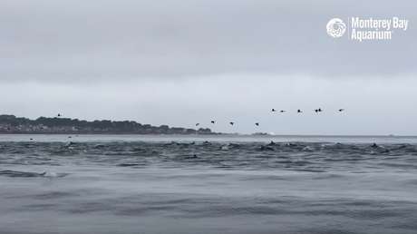 VIDEO: Captan cómo una 'supermanada' con cientos de delfines caza frente a las costas de California