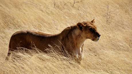 VIDEO: Se llevan el susto de sus vidas cuando un león 'toca a la puerta' de su coche en Sudáfrica