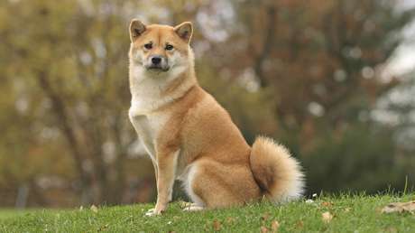 Se viraliza un video en el que un perro dice "hamburguesa" y "comer" en japonés