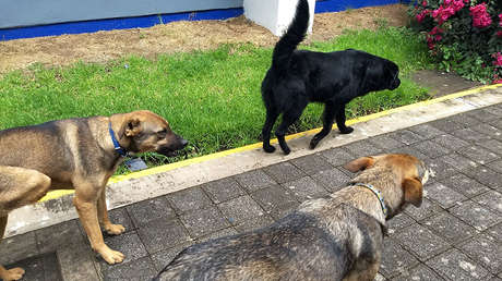 Una Universidad en México emplea a tres 'perritos' como guardias de seguridad