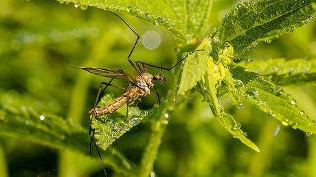 Los mosquitos 'detienen' a un ladrón en EE.UU.