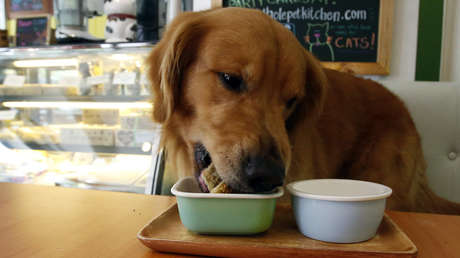 Perros veganos: ¿debemos negarles la carne a nuestras mascotas?
