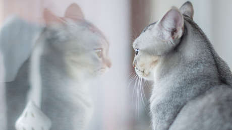 VIDEO: Un gato ve el reflejo de sus orejas y su reacción no tiene precio