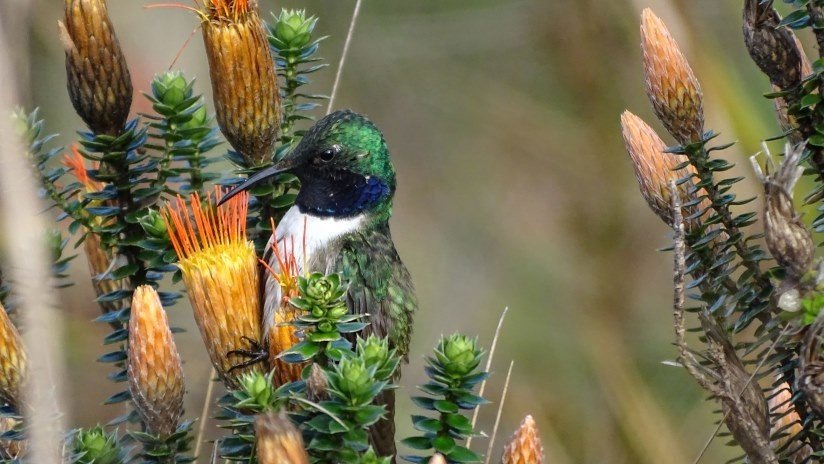 Descubren en los Andes de Ecuador una nueva especie de colibrí, "críticamente amenazada"