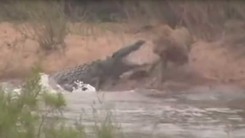 VIDEO: Un león se baña en un río sin saber que le acecha un cocodrilo (y es  atacado en segundos) - RT
