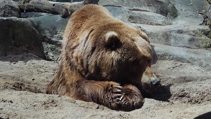 Un oso se venga tras la muerte del cazador que acabó con su vida 