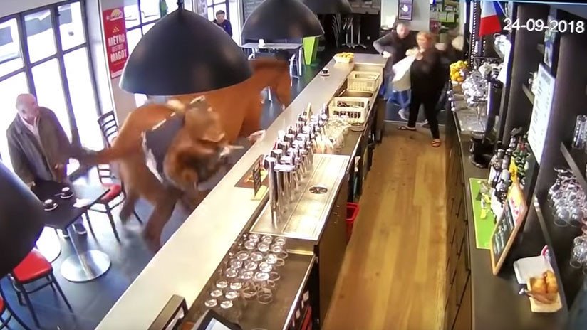 'Coffee break' al galope: Un caballo furioso irrumpe en una cafetería en Francia (VIDEO)