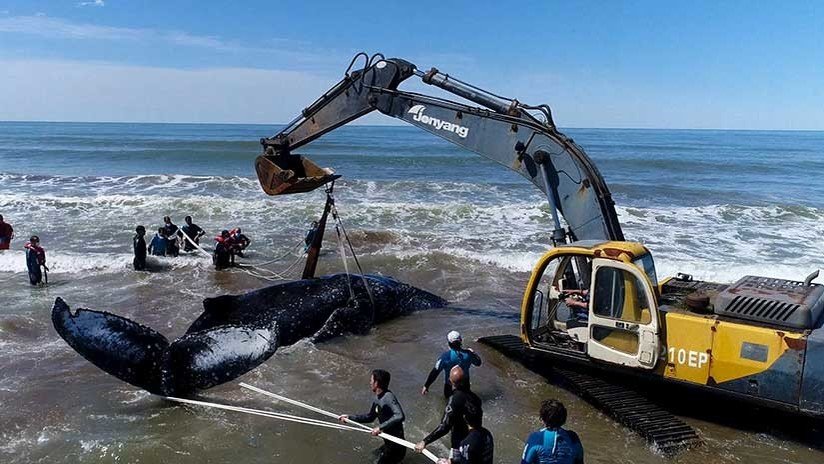 VIDEO: Devuelven al mar una ballena jorobada varada en la costa argentina