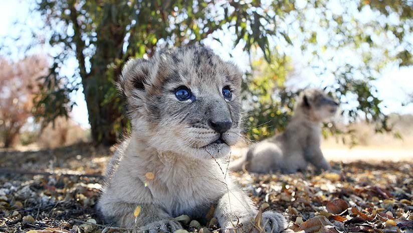 Muestran los primeros cachorros de león en el mundo concebidos artificialmente (FOTOS)