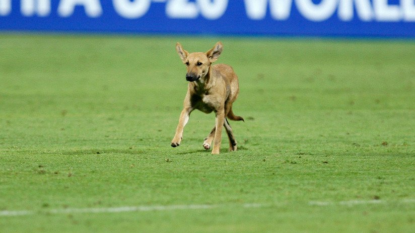 VIDEO: Un perro interrumpe un partido de fútbol y recibe caricias de los jugadores